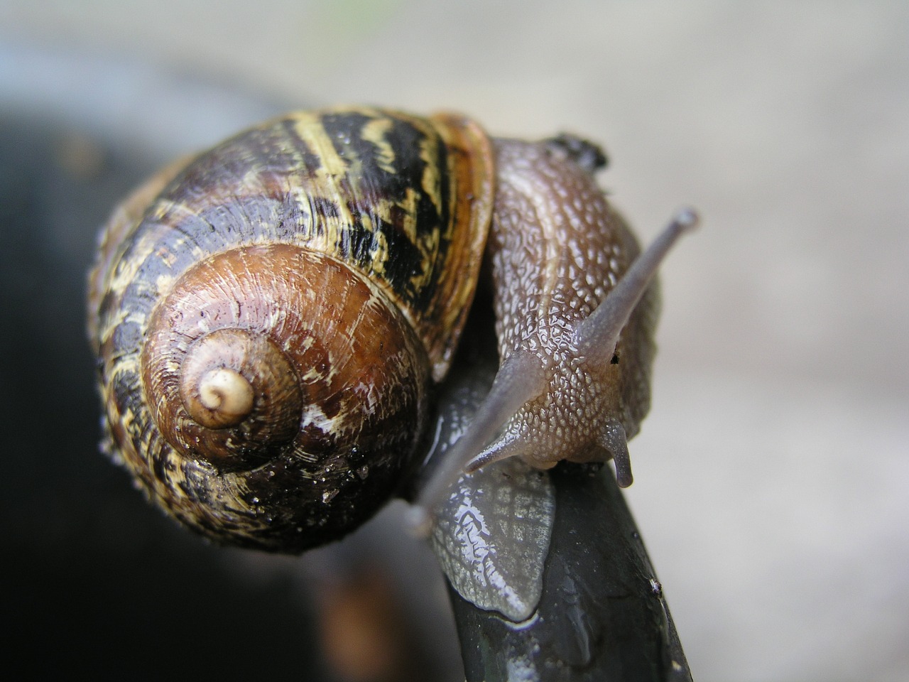 Image - snail mollusk insect