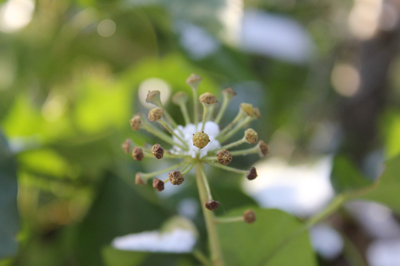 Image - plant nature frost spring flower