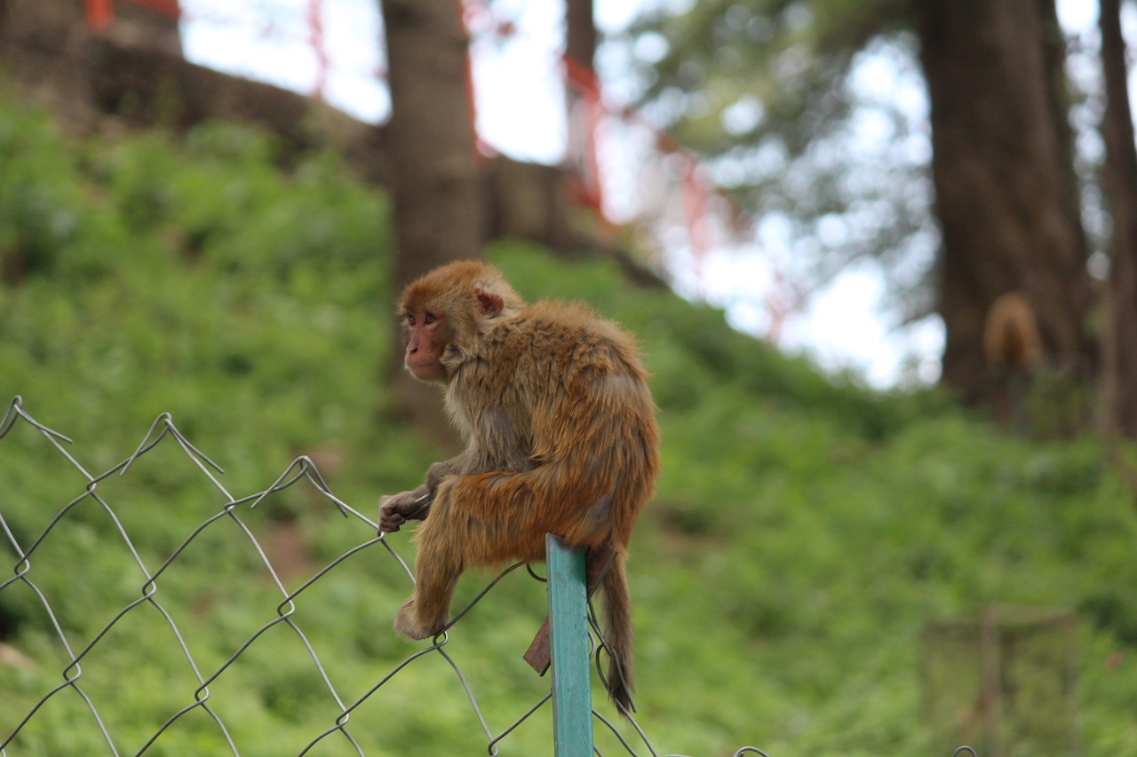 Image - monkey alone rhesus macaque