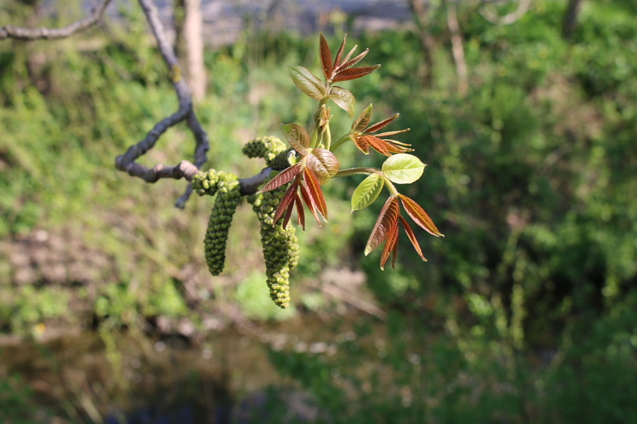 Image - spring nut nature leaf shoots