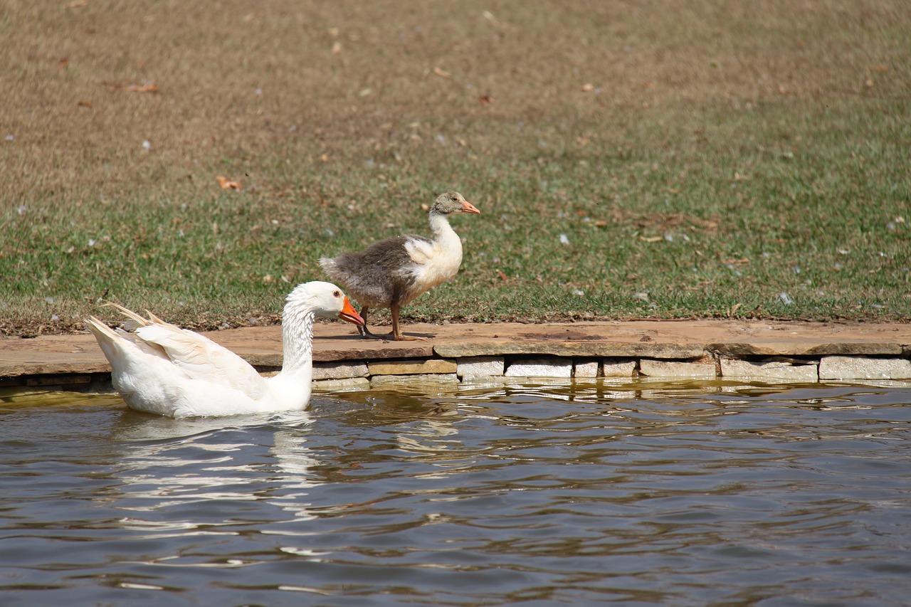 Image - ducks pond floating white animal