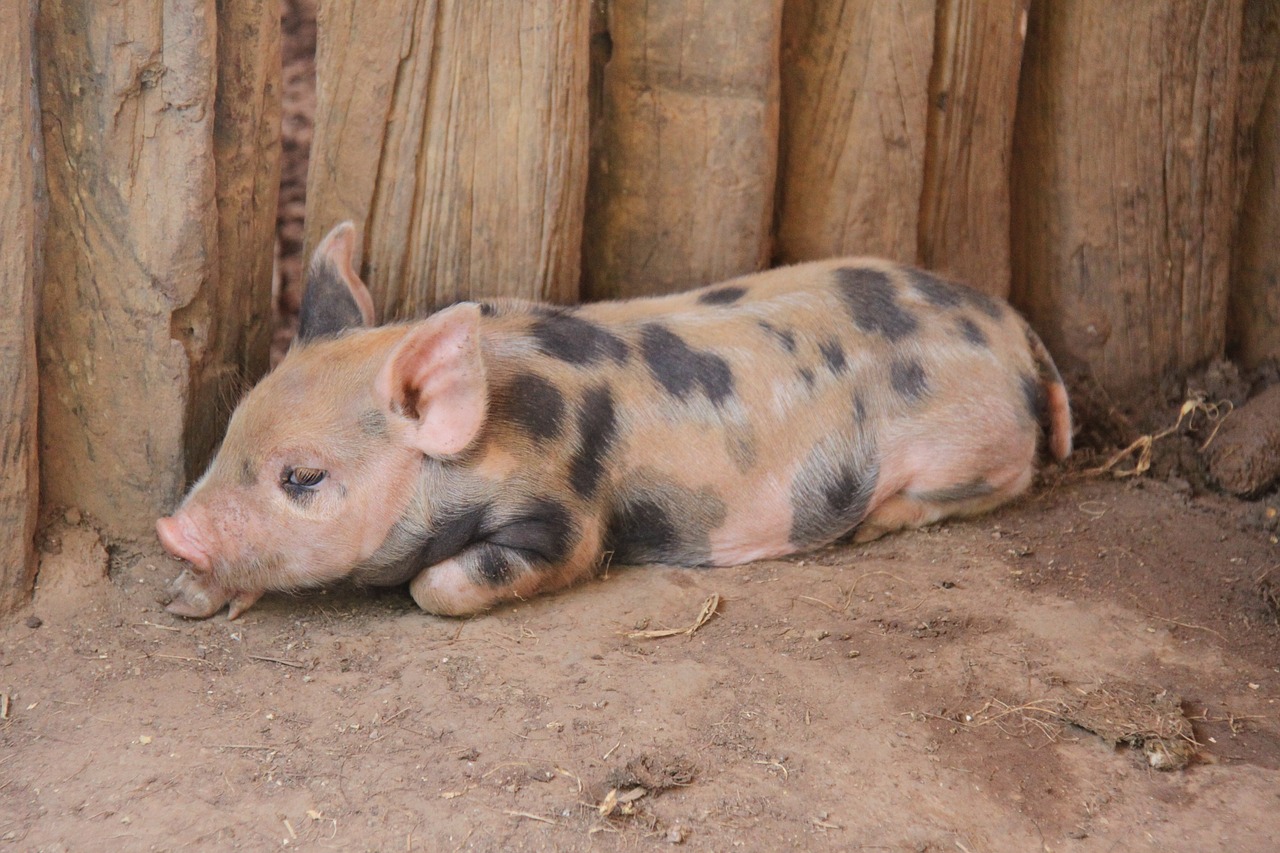 Image - pig farm baby pork piggy rural