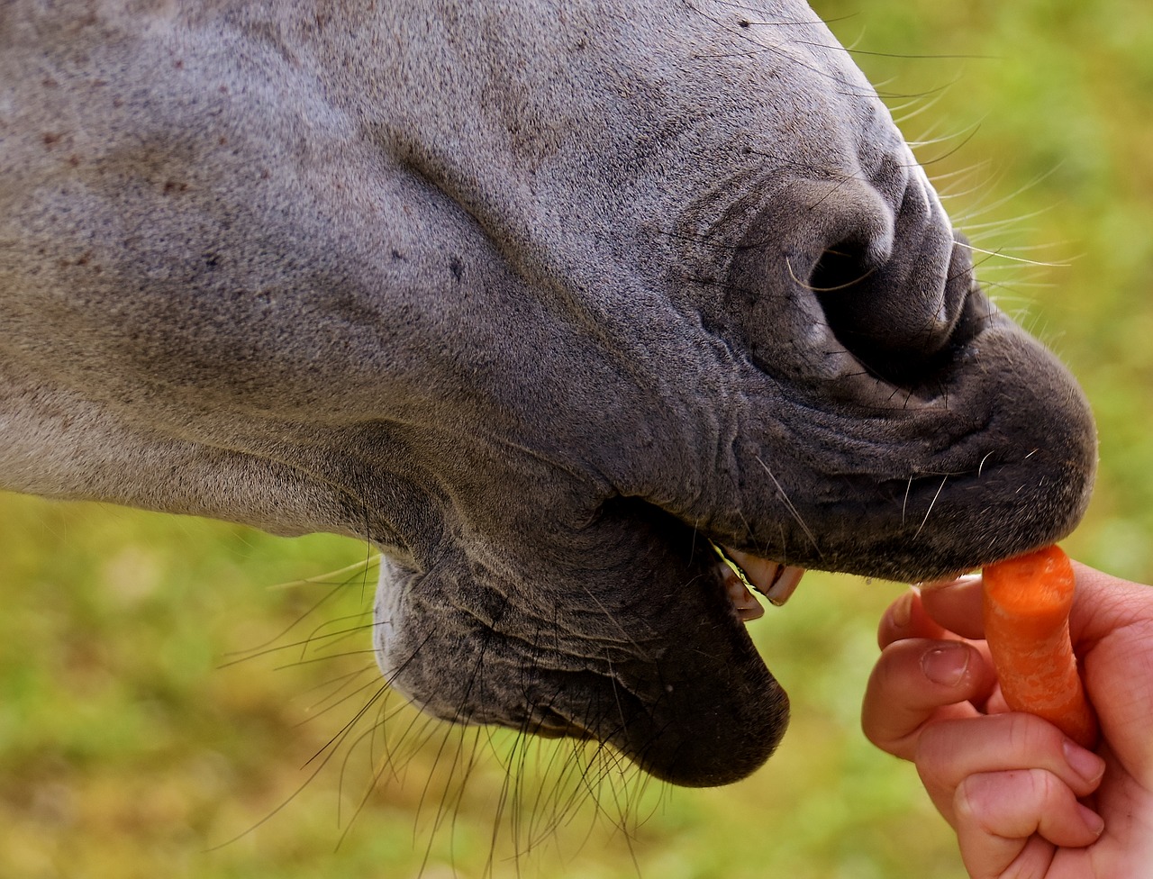 Image - mold horse love for animals eat