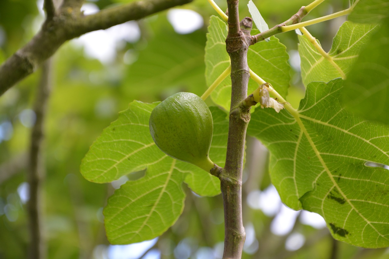 Image - fig fig tree tree nature green