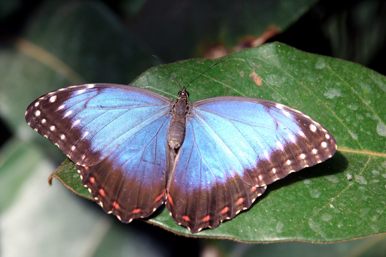 Image - butterfly insect blue wings leaf