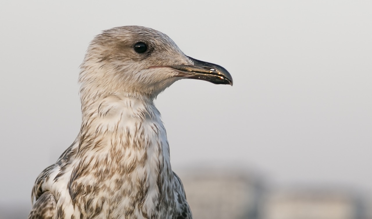 Image - bird seagull animal boat ship