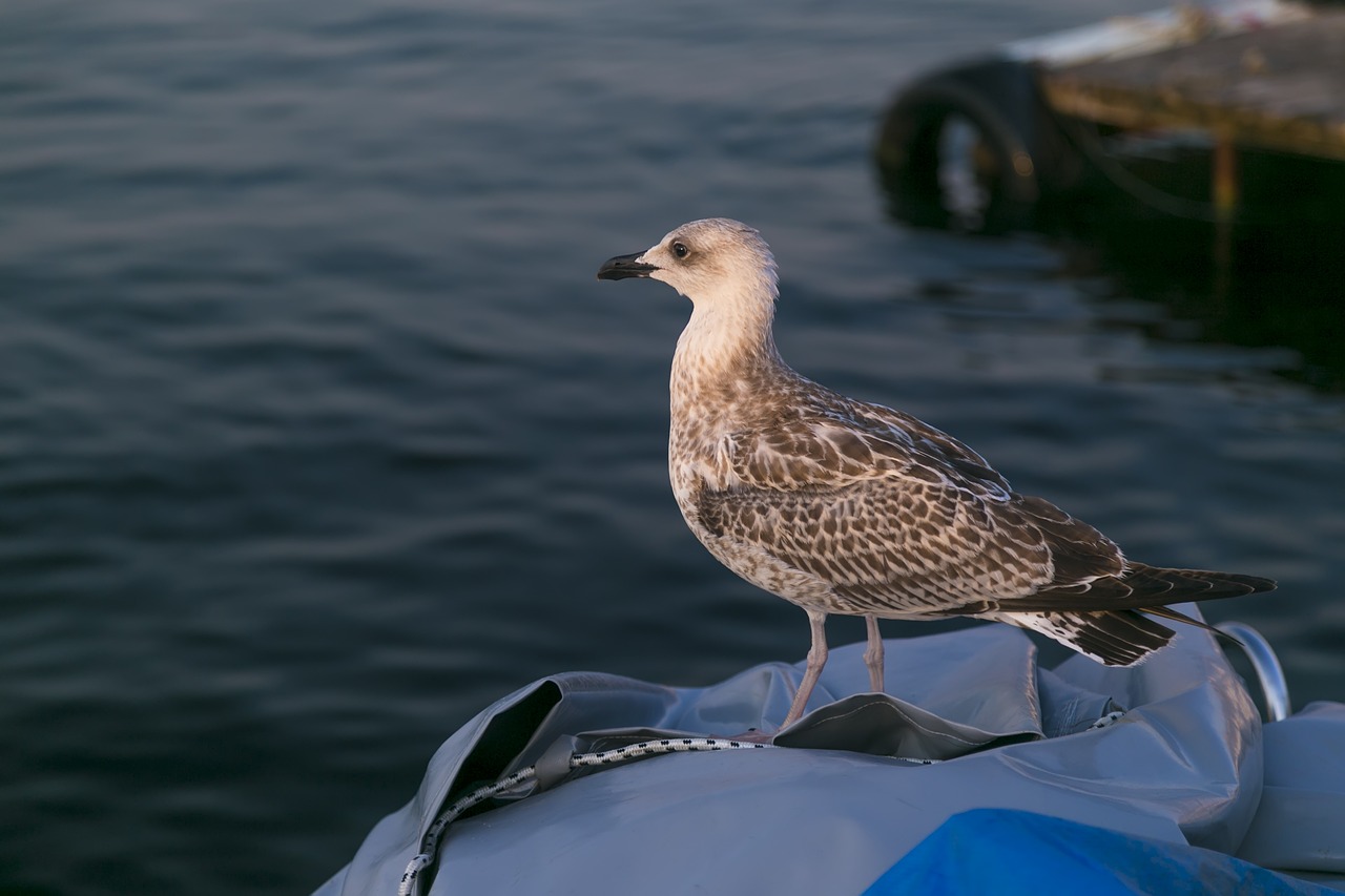 Image - bird seagull animal boat ship