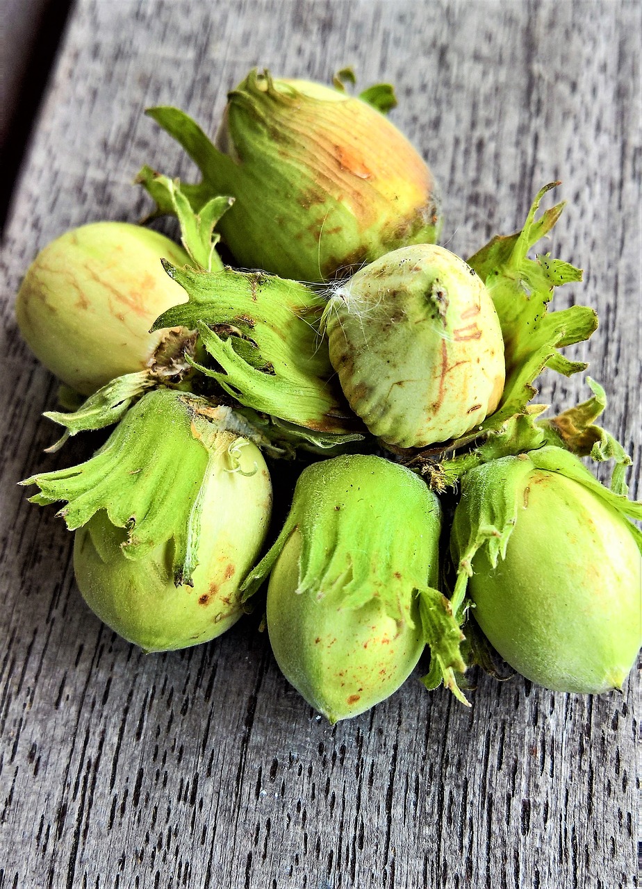 Image - nature nuts hazelnuts fruits