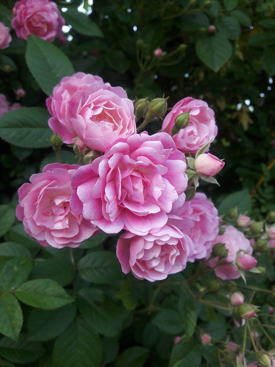 Image - rose rose garden nature flowers