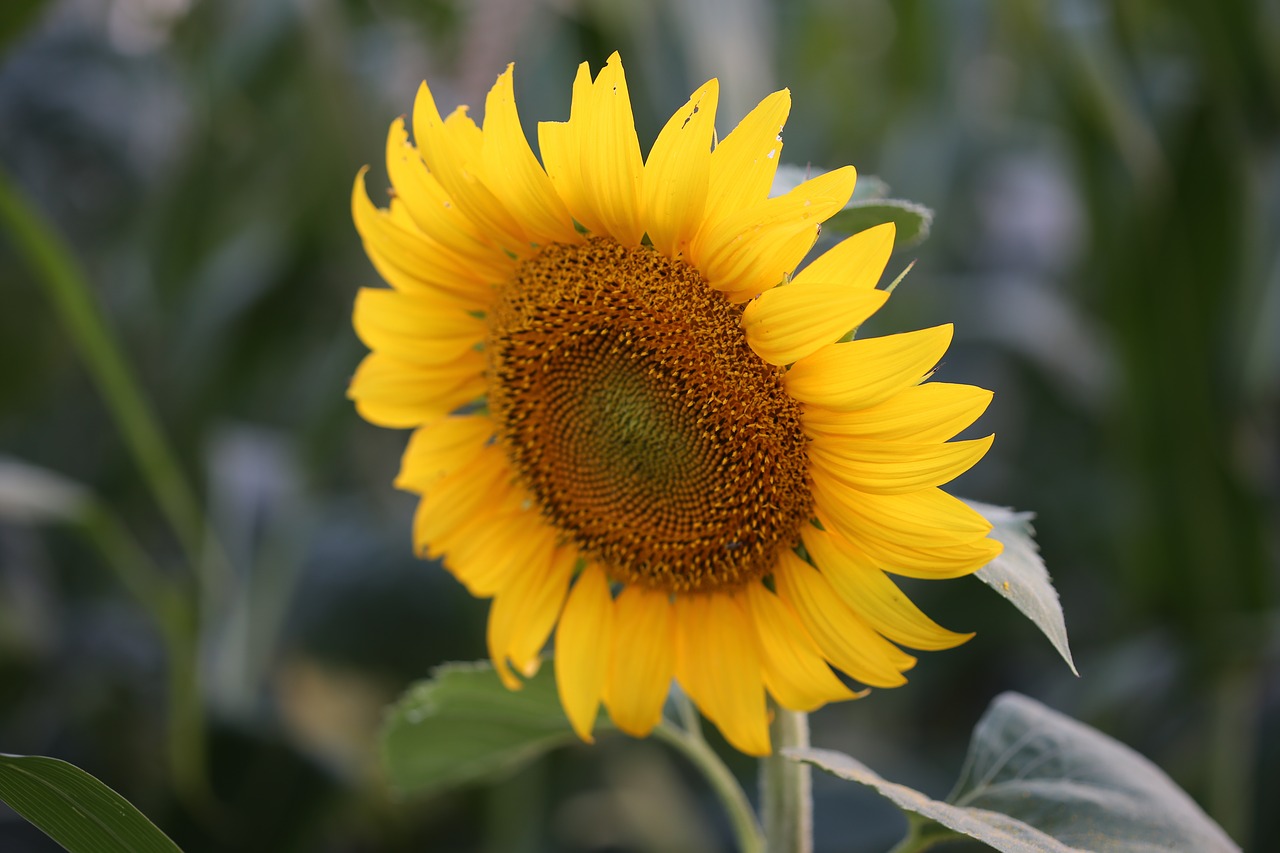 Image - sunflower evening field season