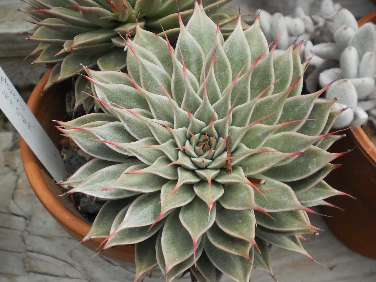 Image - green house cactus flora garden