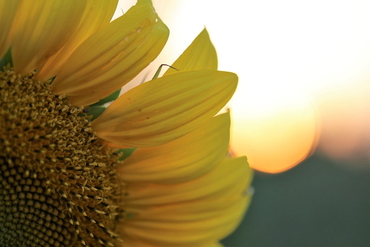 Image - sunflower sun sunset evening