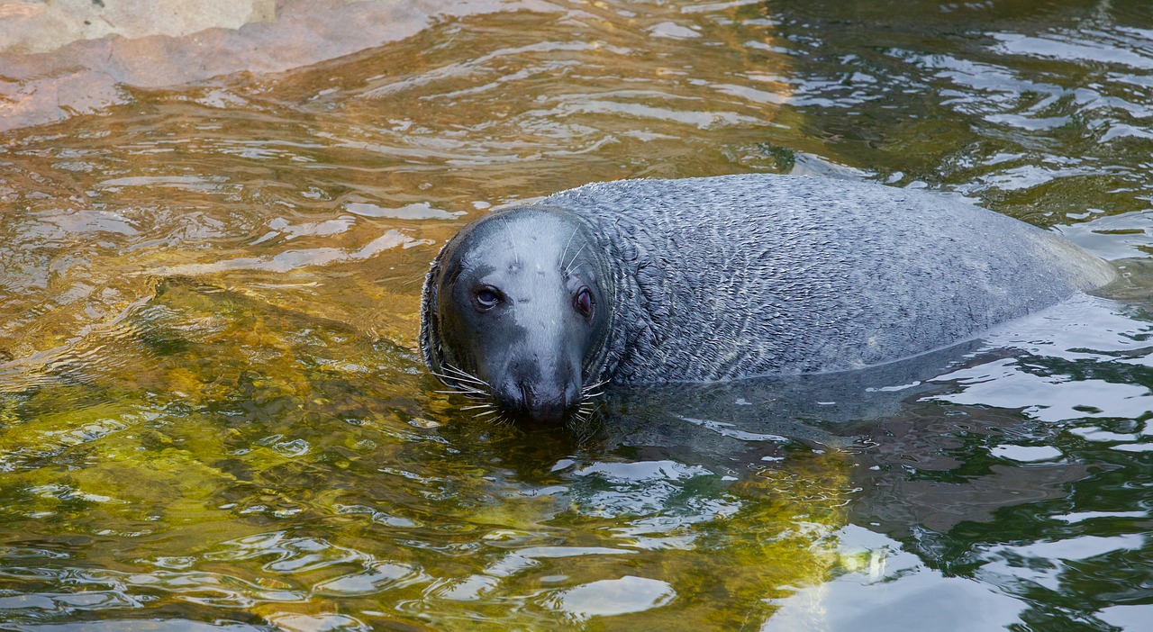 Image - seal swim aquatic animals joint