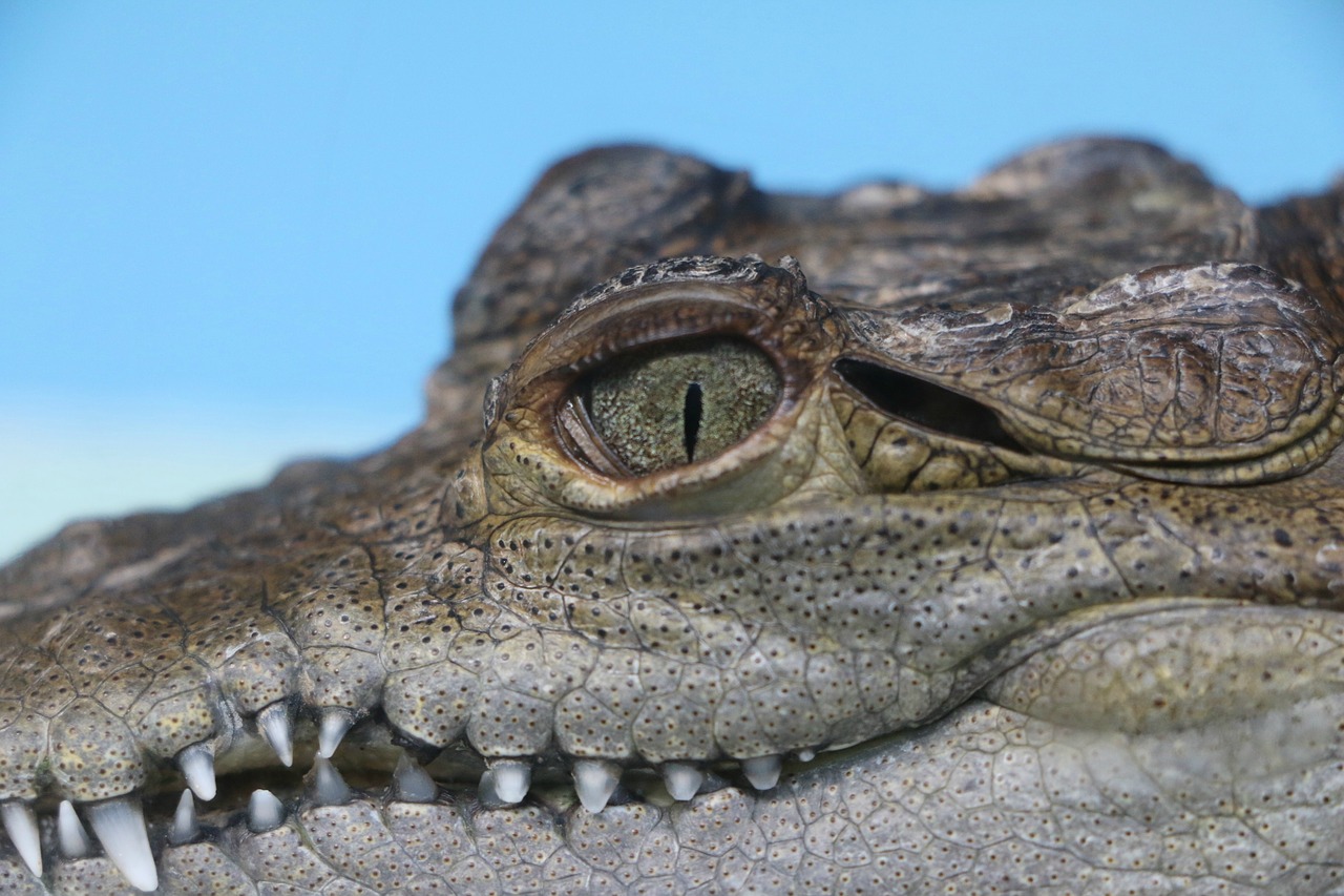 Image - alligator juvenile reptile young