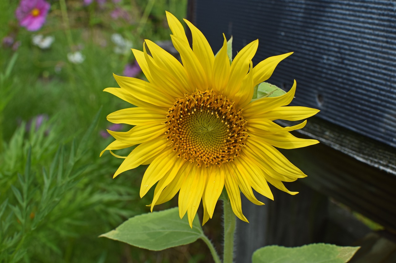 Image - sunflower by mailbox sunflower
