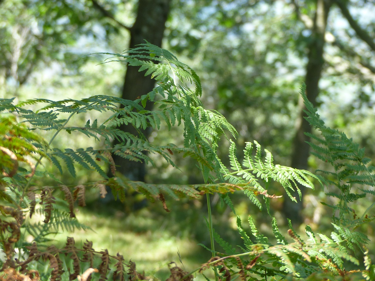 Image - fern tree nature forest green