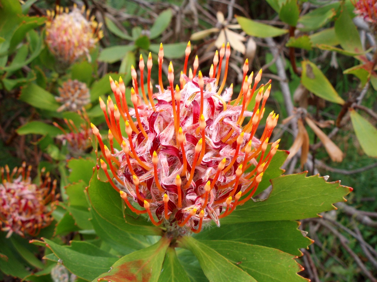 Image - protea suikerbos bloem natuur tuin