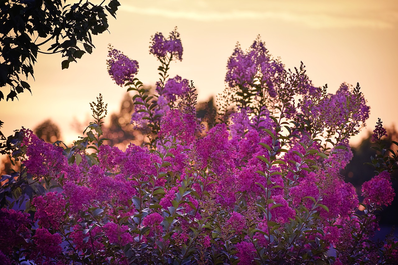 Image - sunset crape myrtle crape myrtle