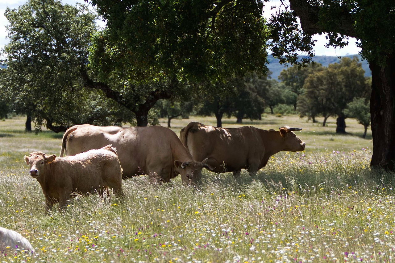 Image - extremadura spain cows meadow