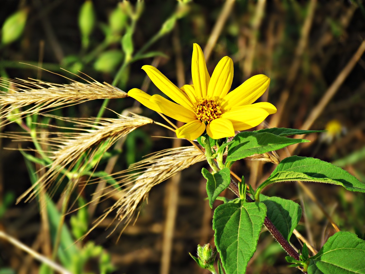 Image - flower grasshopper yellow