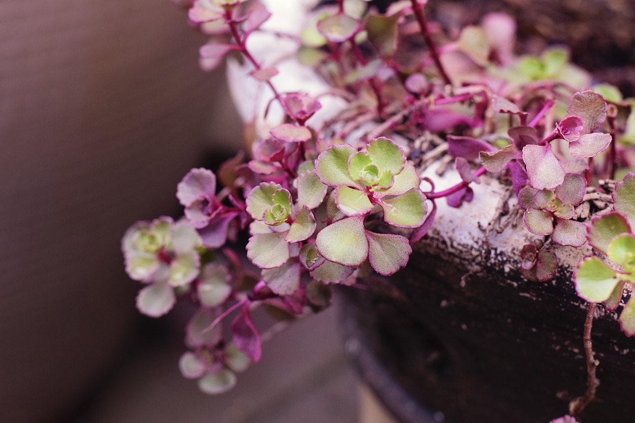 Image - succulent flower garden plant