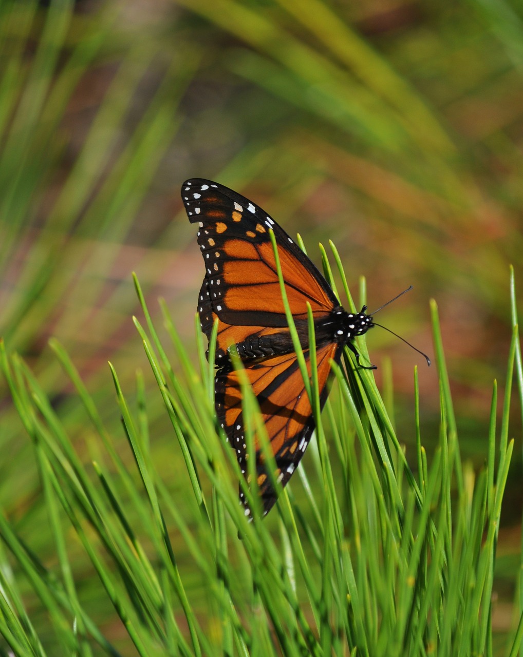 Image - monarch butterfly pine orange wing