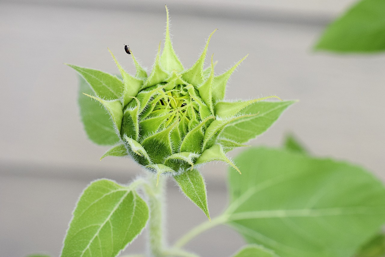 Image - sunflower flower farm garden green