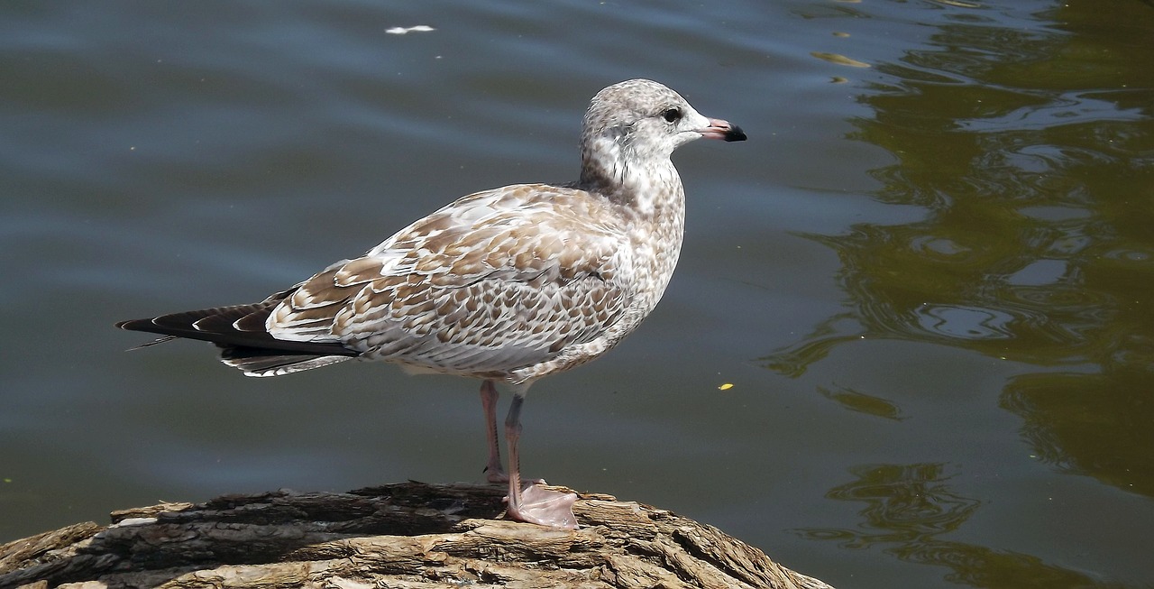 Image - fauna bird the seagulls water bird