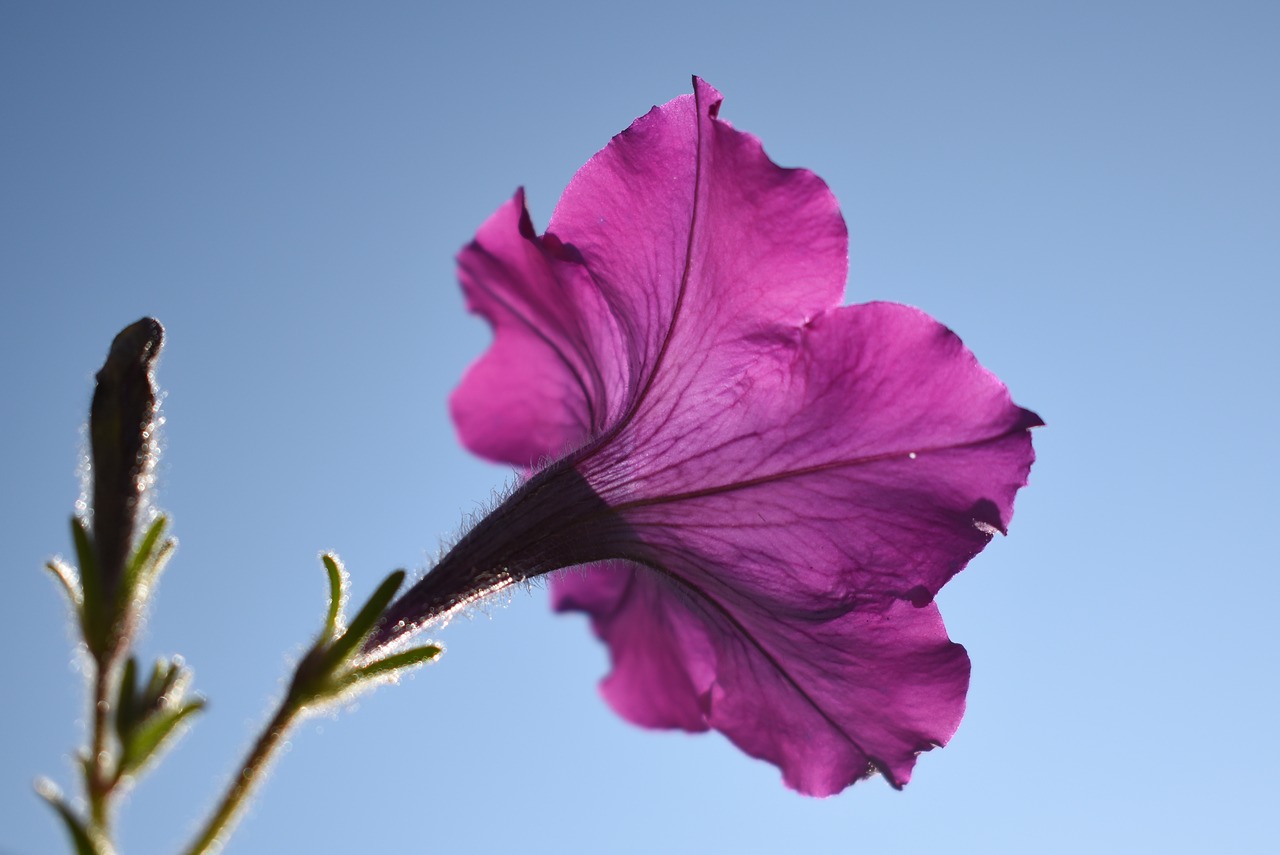 Image - petunia flower purple floral