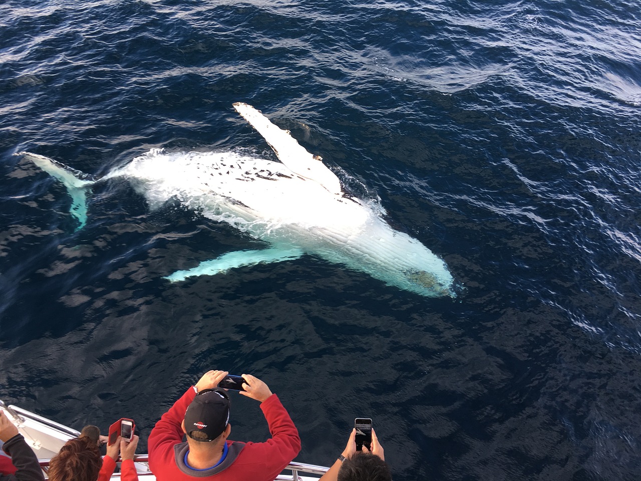 Image - whale watching gold coast sea word