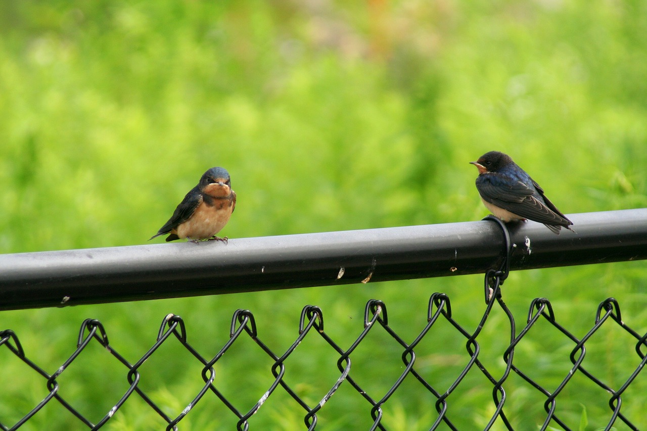 Image - bird robin nature animal cute