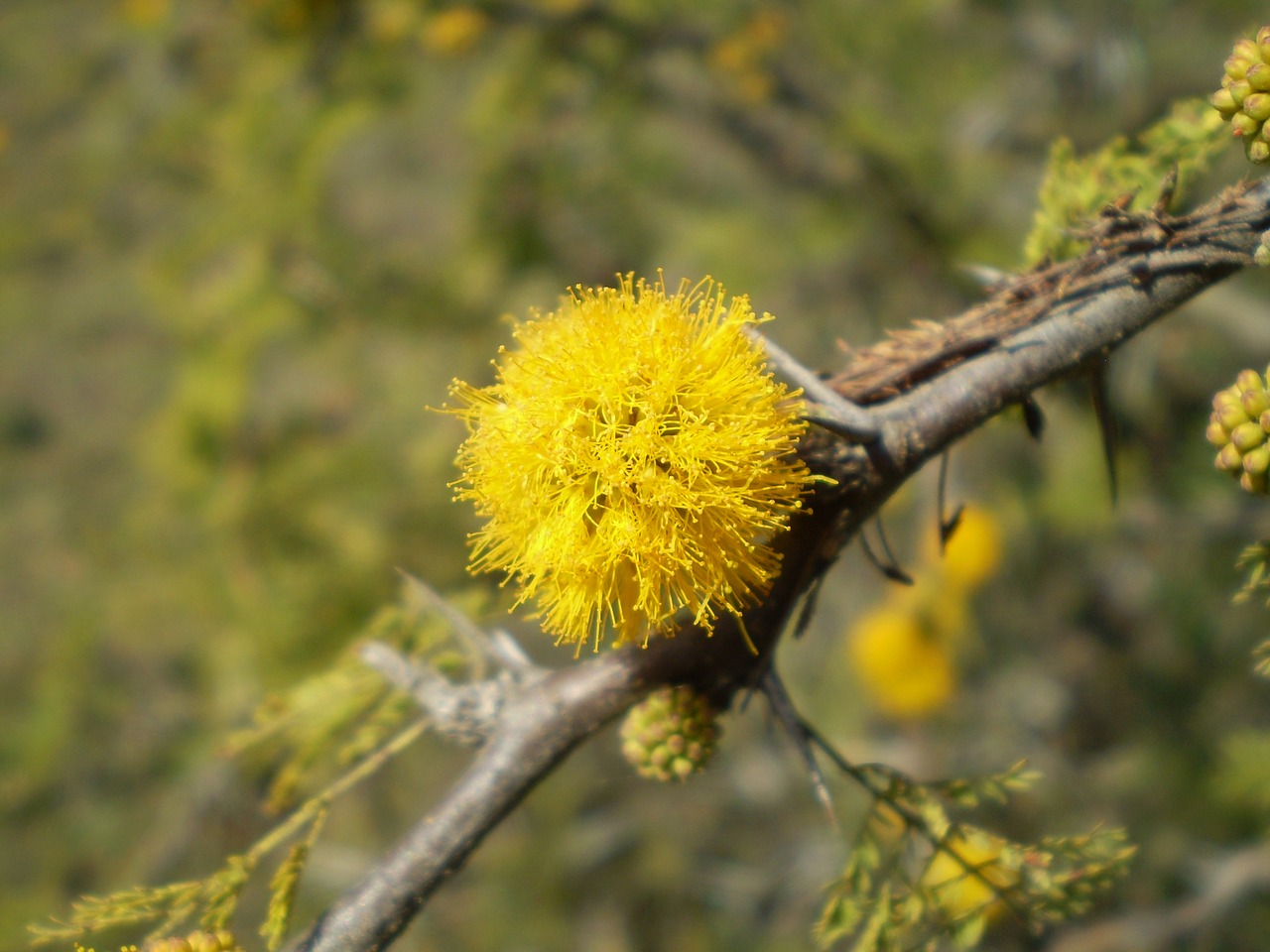 Image - aromo flower yellow wild