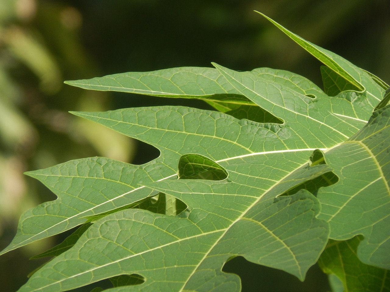 Image - leaves large green beautiful