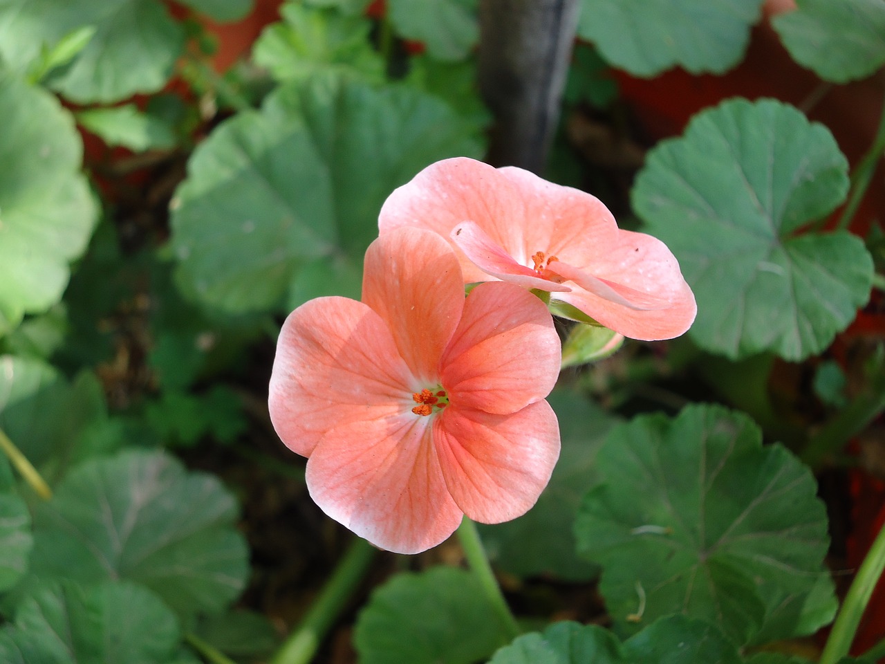 Image - geranium rosa malvón pink
