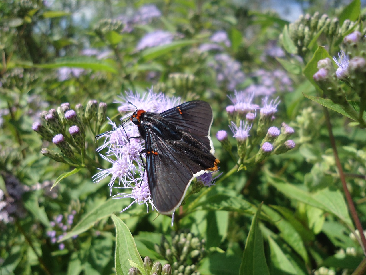 Image - butterfly black rare sucking