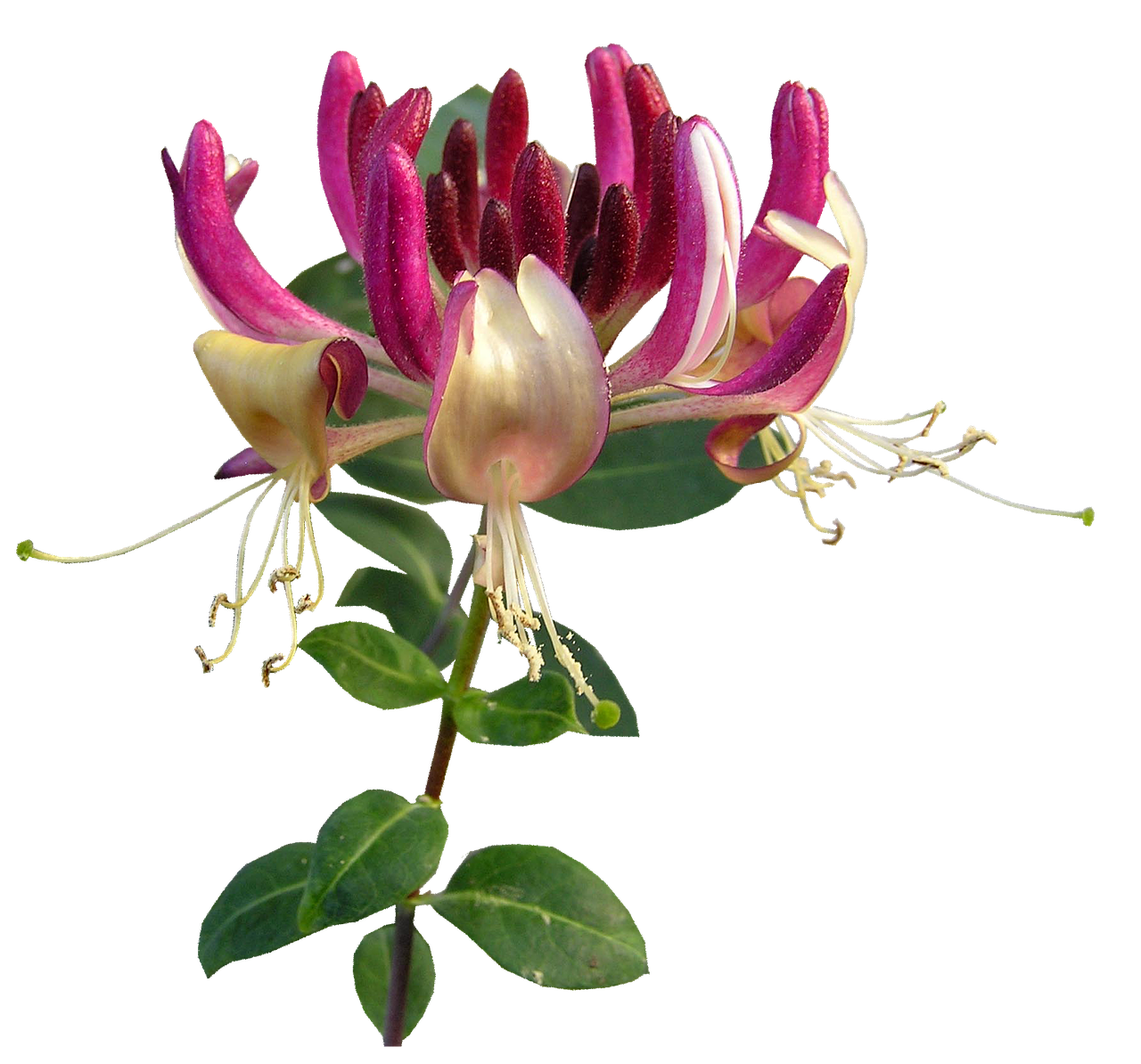 Image - flower honeysuckle perfume