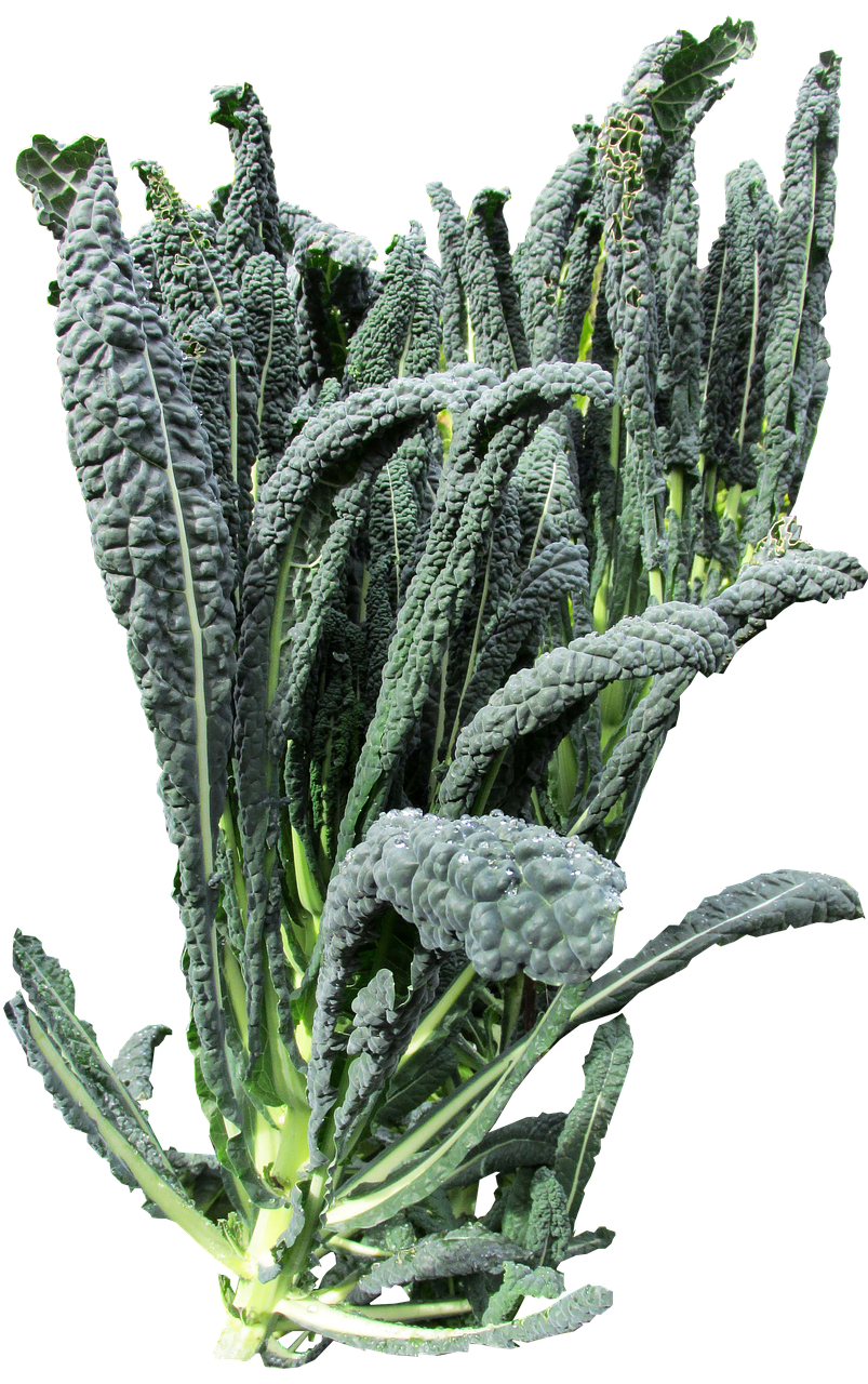 Image - vegetable kale organic