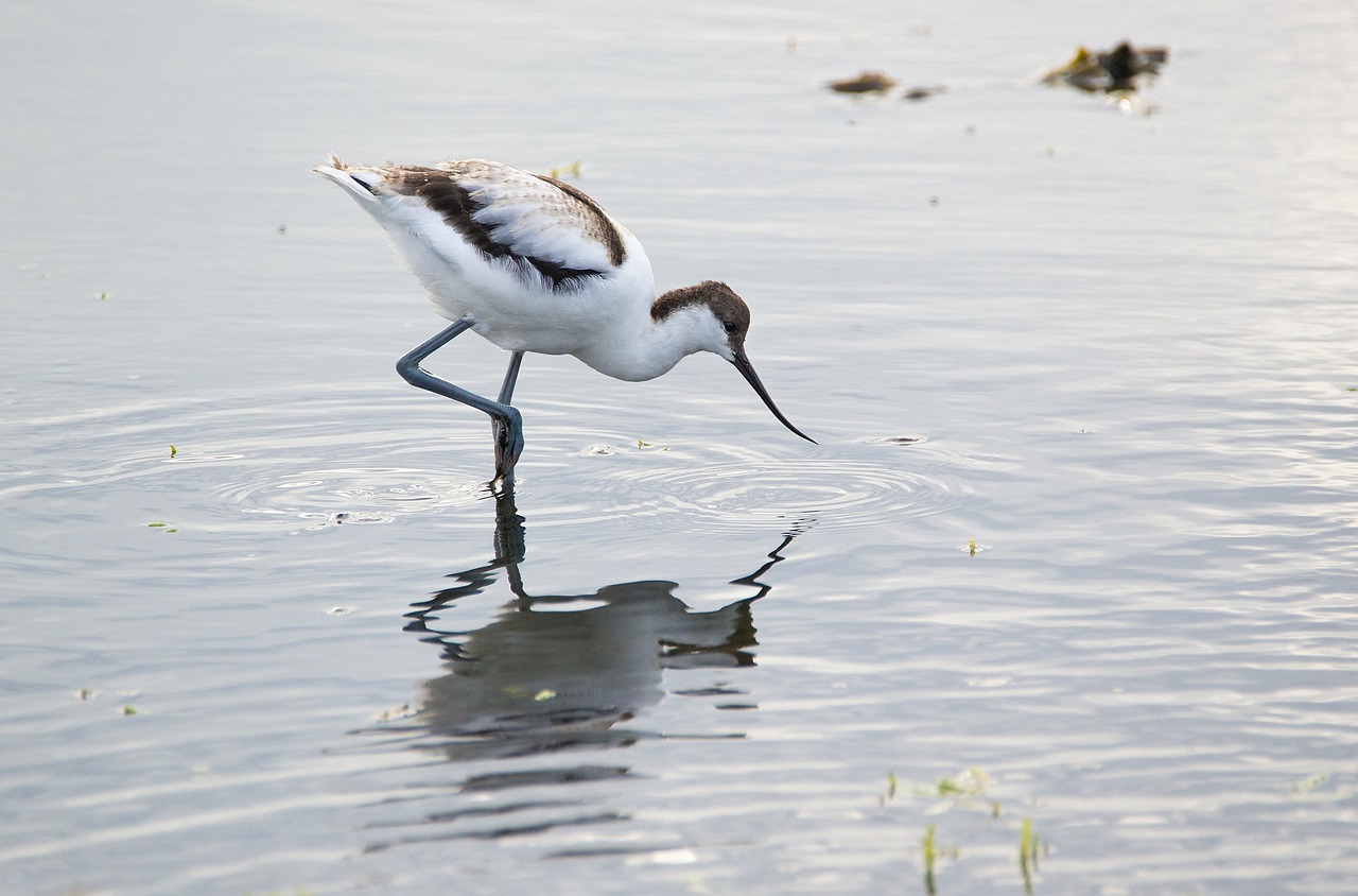 Image - avocet young bird pond water bird