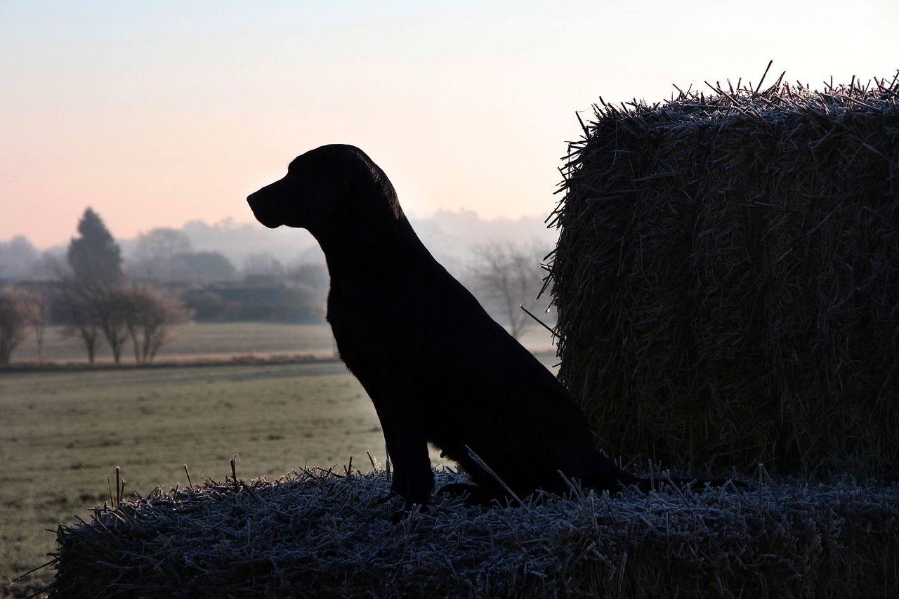 Image - dog winter outdoor labrador