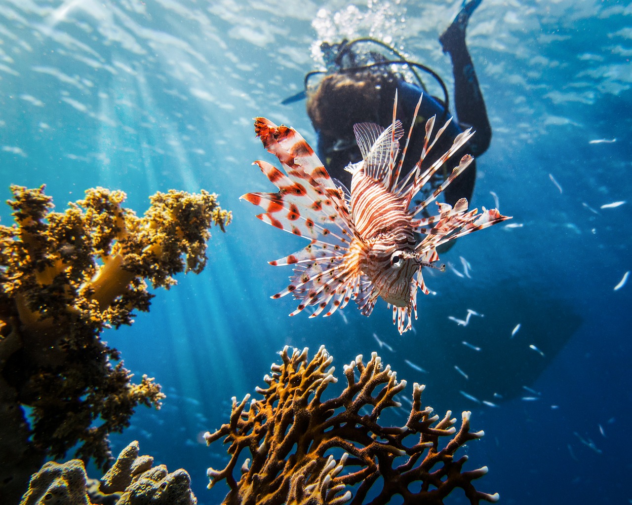 Image - red sea lionfish scuba diving