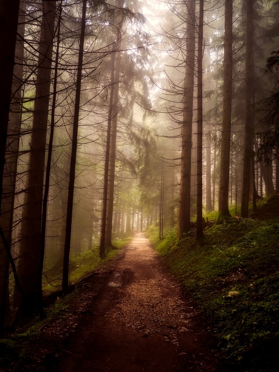 Image - landscape forest trees woods