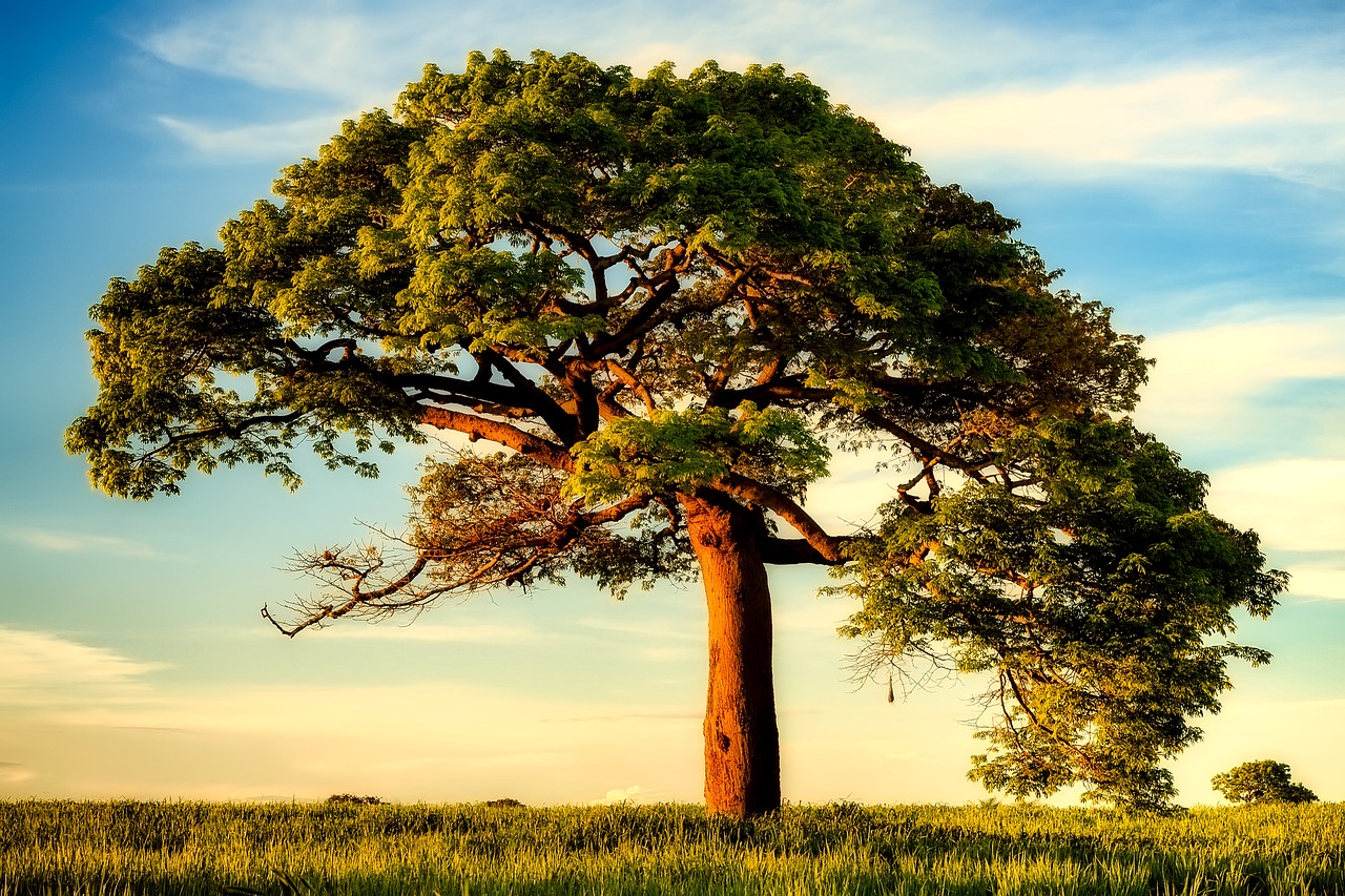 Image - trees sky clouds landscape nature