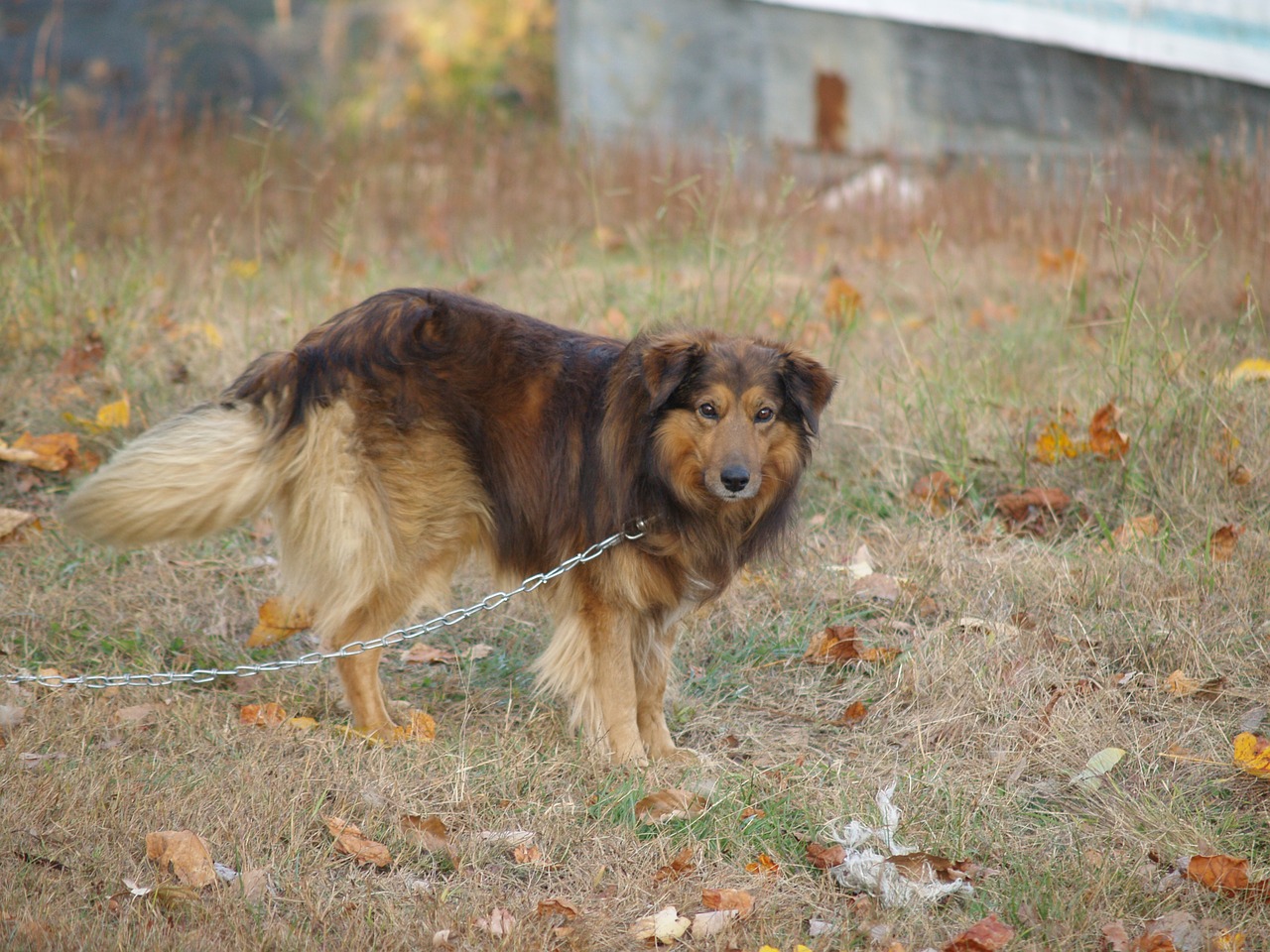 Image - dog collie brown standing chain