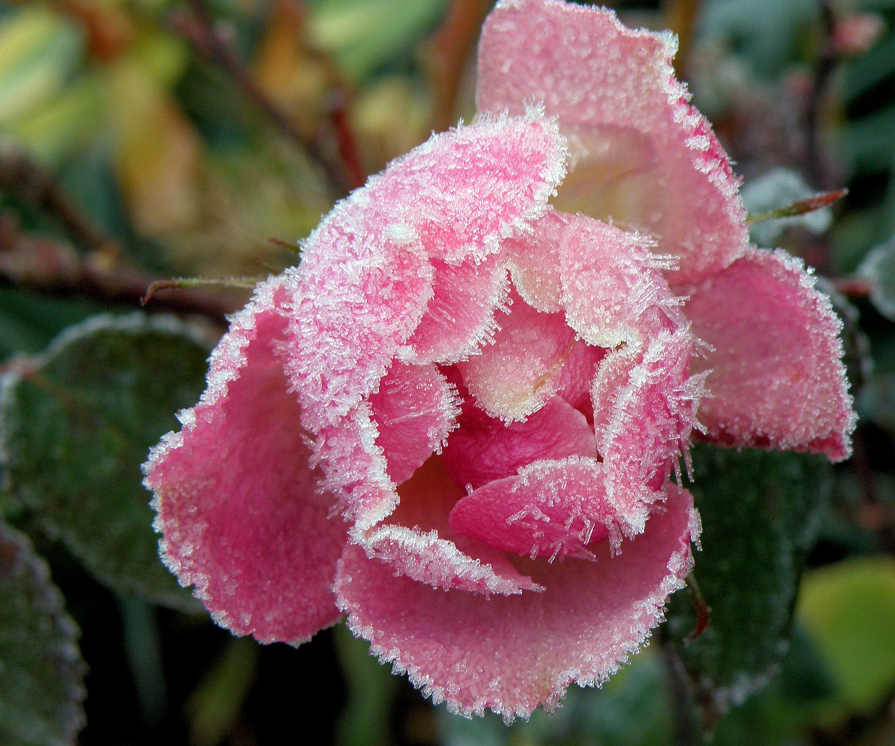 Image - frost flower winter petals