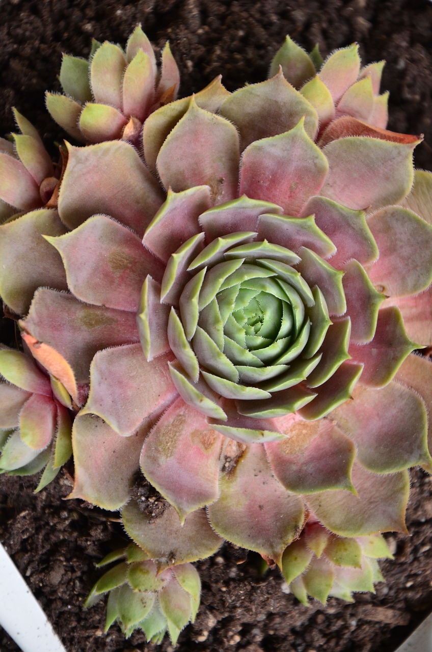 Image - houseleek succulents reddish plant