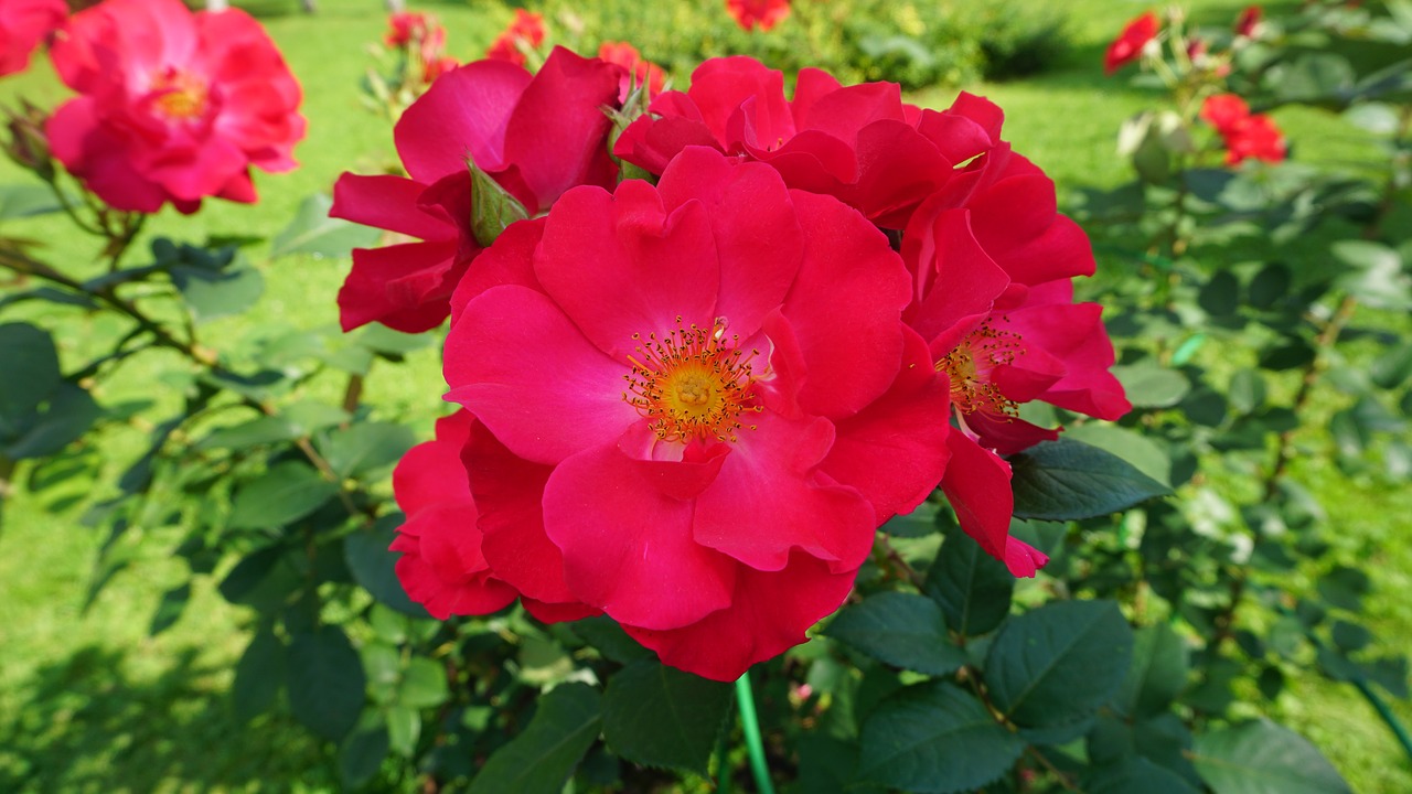 Image - red flowers grass romantic nature