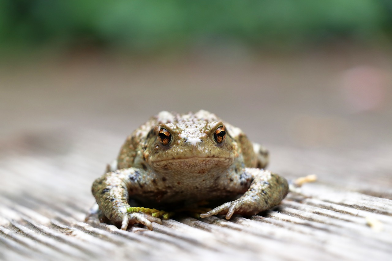 Image - toad animals amphibian