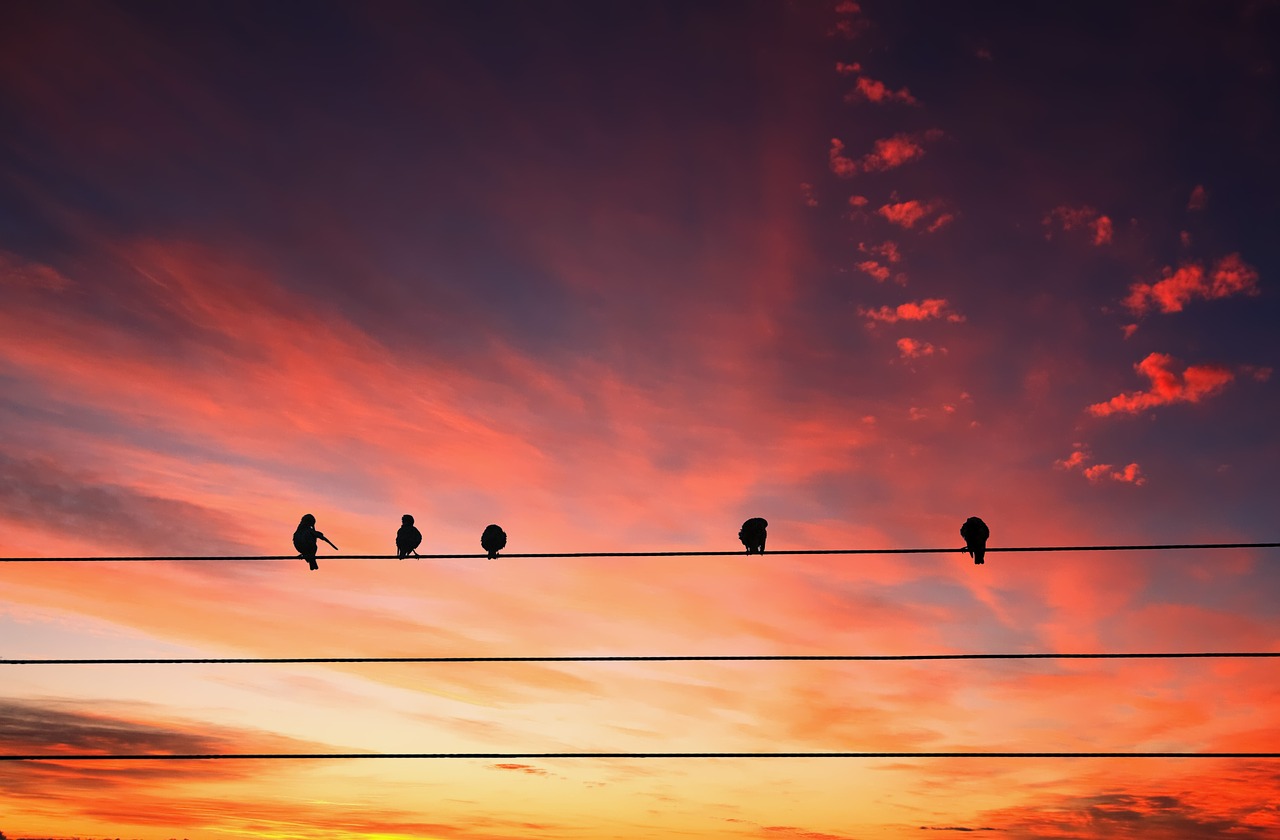 Image - animals birds perched power lines