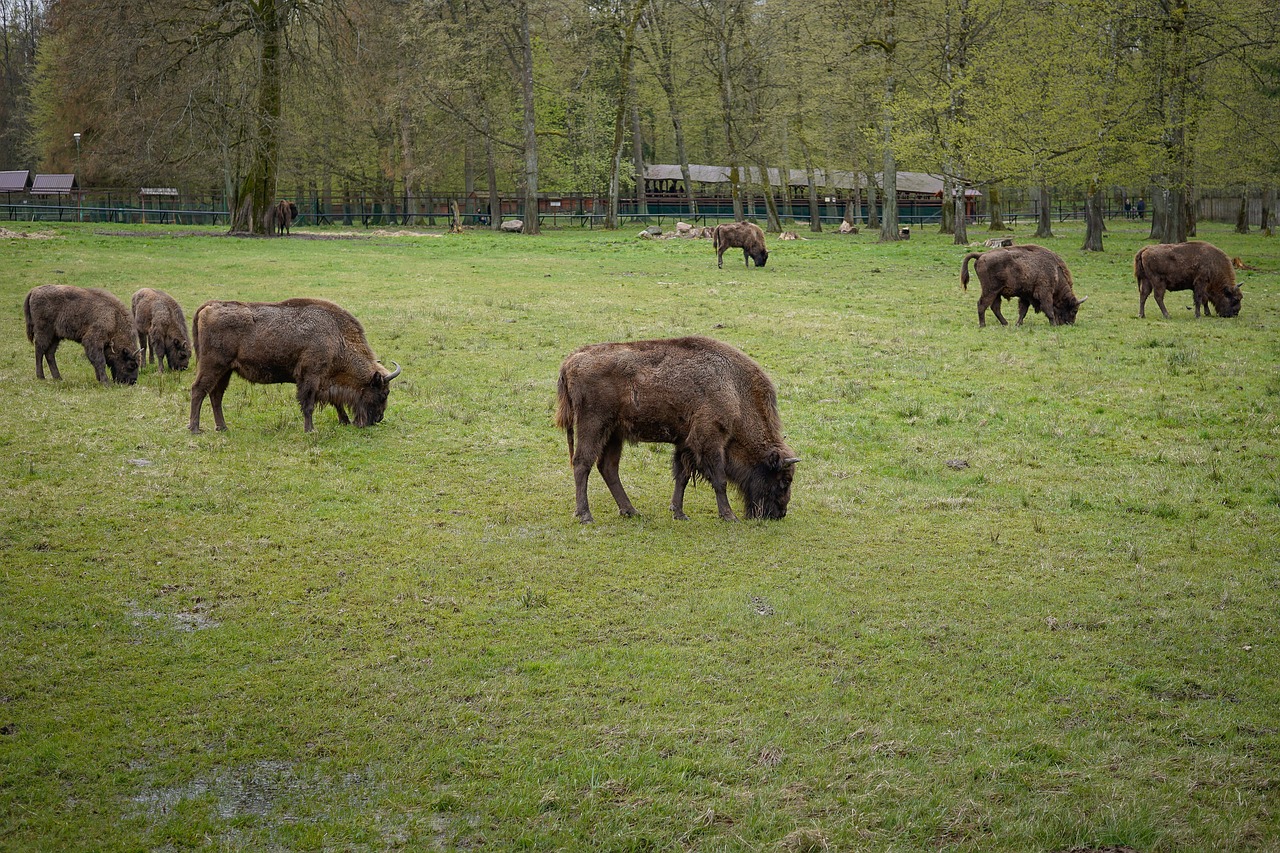 Image - bison european bison animals