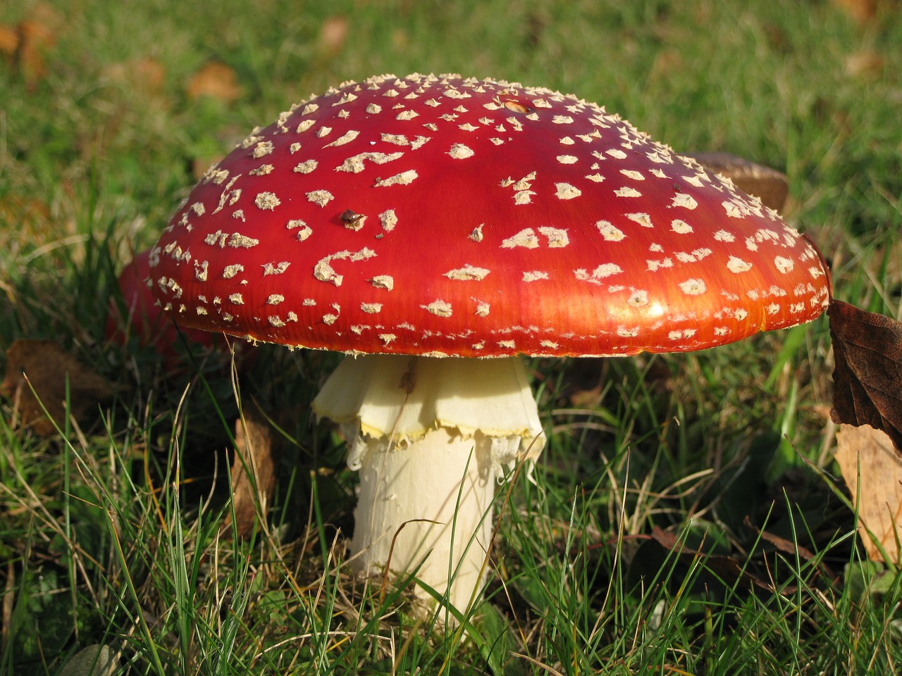 Image - mushroom poison redcap